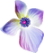 flowers - nemokama png animuotas GIF