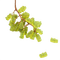 gummy bear grapes - ingyenes png animált GIF
