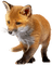 baby fox - besplatni png animirani GIF