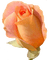 trandafir - Free PNG Animated GIF