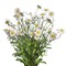 Chamomile - kostenlos png Animiertes GIF