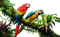 Rena Papageien Vögel - PNG gratuit GIF animé
