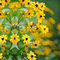 Yellow Flowers.Fond.Fleurs.gif.Victoriabea - GIF animado grátis Gif Animado