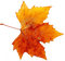 Autumn Leaf - PNG gratuit GIF animé