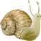 Kaz_Creations Snails Snail - bezmaksas png animēts GIF