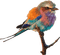 ptak - gratis png geanimeerde GIF