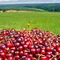 Cherries in a Field - gratis png geanimeerde GIF