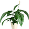 plants katrin - gratis png geanimeerde GIF