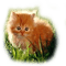 red hair baby cat grass chat bebe rouge herbe