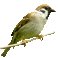 птица на ветке - Безплатен анимиран GIF анимиран GIF
