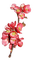 Tournesol94 fleur - gratis png animerad GIF