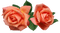 roses, ruusut, rose, ruusu - darmowe png animowany gif