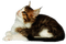 cat by nataliplus - png ฟรี GIF แบบเคลื่อนไหว