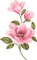 Blumen, rosa