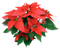 Poinsettias 2 - PNG gratuit GIF animé