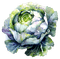 cabbage watercolor Bb2 - PNG gratuit GIF animé