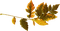 kikkapink deco autumn branch leaves - 免费PNG 动画 GIF