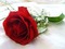 beautiful rose - gratis png animerad GIF