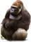 Kaz_Creations Animals Gorilla - darmowe png animowany gif