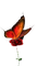 papillon marron.Cheyenne63 - Free PNG Animated GIF
