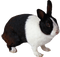 Kaz_Creations Rabbit - ingyenes png animált GIF