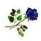 blue rose - ilmainen png animoitu GIF