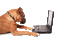 Kaz_Creations Dog Laptop - GIF animé gratuit GIF animé