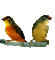 oiseaux - Бесплатный анимированный гифка анимированный гифка