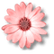soave deco flowers scrap pink - Free PNG Animated GIF