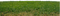 Gras - безплатен png анимиран GIF