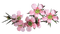 Australian native flowers bp - ilmainen png animoitu GIF