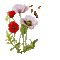 flowers - 免费动画 GIF 动画 GIF
