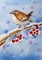 Winter Bird - PNG gratuit GIF animé