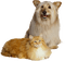 perro i gato  dubravka4 - png gratuito GIF animata