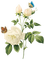 Flowers white bp - besplatni png animirani GIF