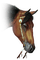 horse head bp - бесплатно png анимированный гифка