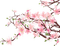 cherry blossom - PNG gratuit GIF animé