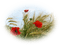 Coquelicots - 免费PNG 动画 GIF