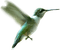 Kaz_Creations Birds Bird - ücretsiz png animasyonlu GIF