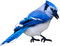 Птица - darmowe png animowany gif