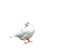 Kaz_Creations Birds Bird - gratis png animerad GIF