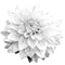 Flower.Black.White - PNG gratuit GIF animé