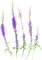 violet sage Bb2 - Free PNG Animated GIF