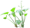 Plants.Plante.plant.acuatic.Victoriabea - png gratuito GIF animata