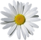 Kaz_Creations Deco Flowers Camomile Flower - zdarma png animovaný GIF