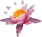 fleur lotus gif lotus flower zen - GIF animé gratuit GIF animé