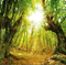 Rena green Forest Wald Hintergrund - zdarma png animovaný GIF