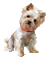Chien.Dog.Perro-Victoriabea - GIF animé gratuit GIF animé