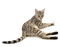 Tube Animaux Chat - 免费PNG 动画 GIF