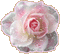 Rose - Bezmaksas animēts GIF animēts GIF